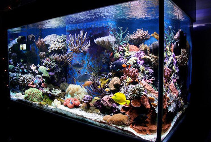 Leyu Tropical Fish Tanks for Sale Продажа аквариумов для тропических рыб Leyu