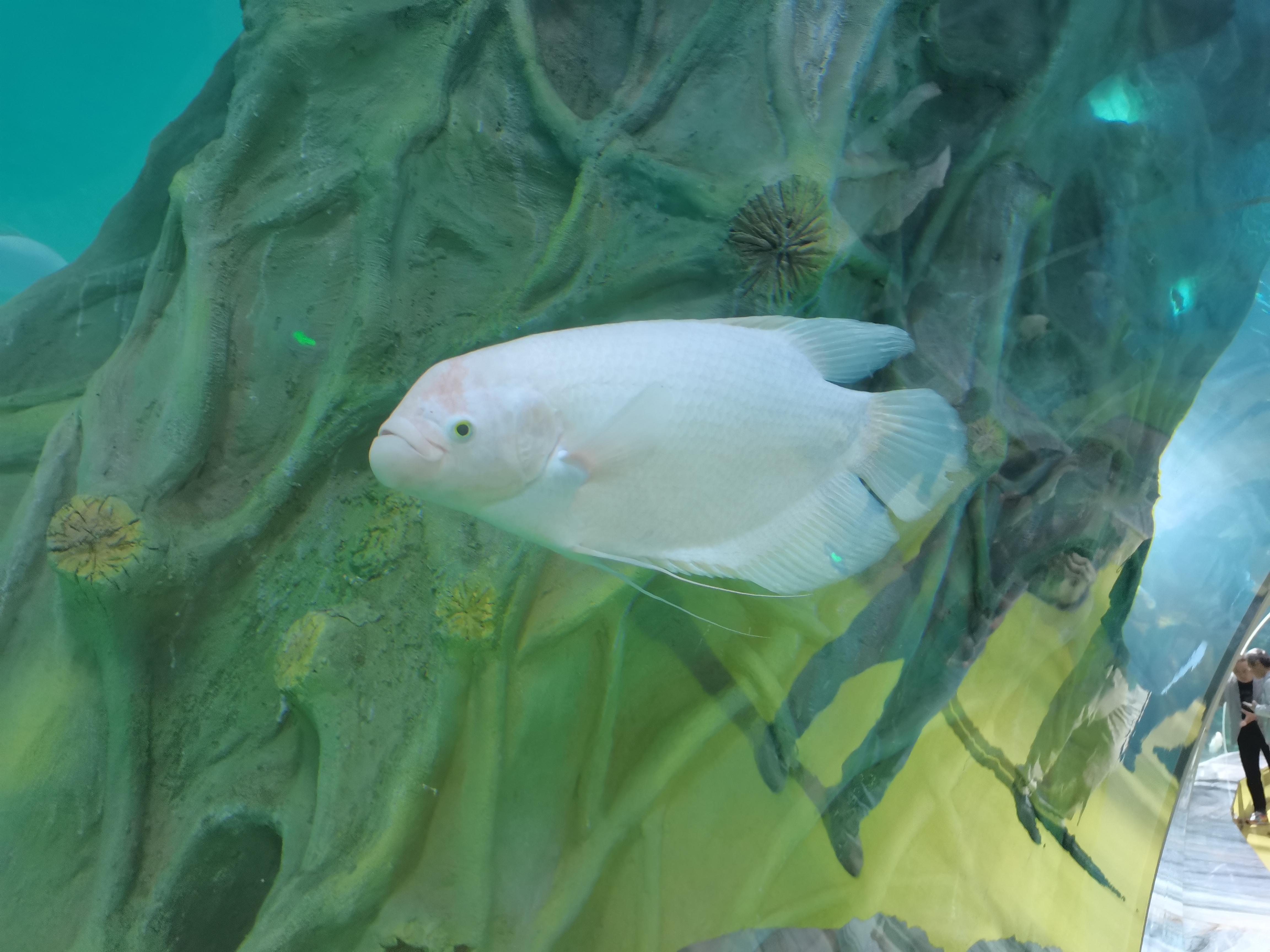 Acrylic tunnel aquarium - LEYU ACRYLIC Акриловый туннельный аквариум - LEYU ACRYLIC