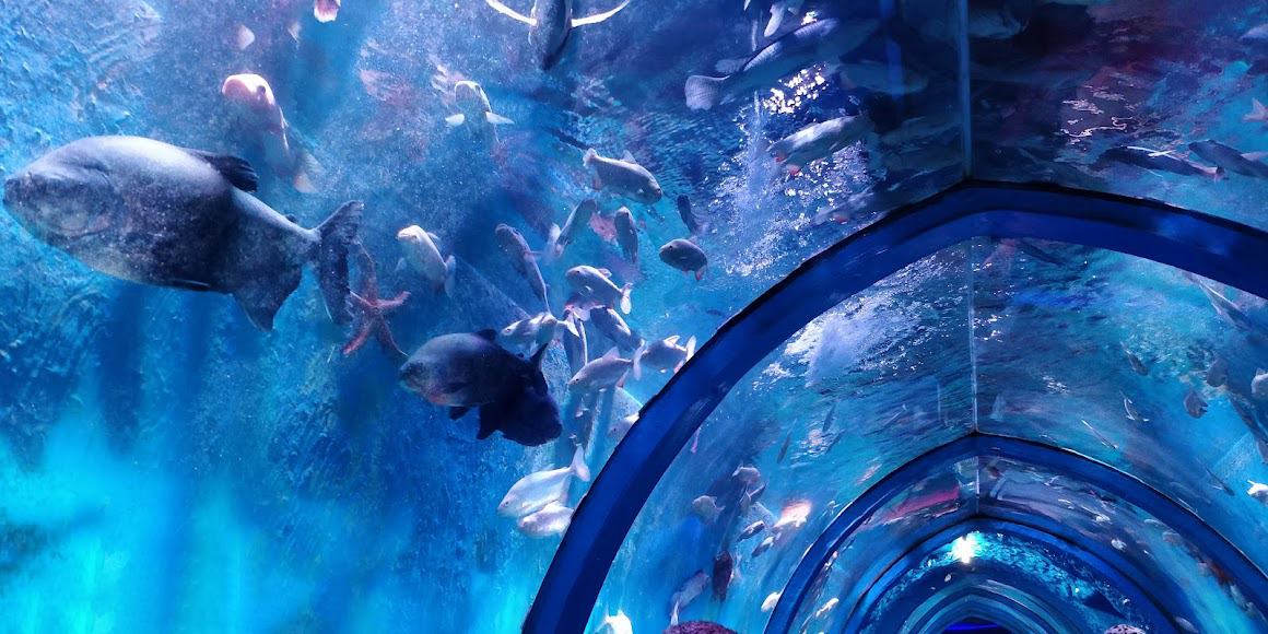 acrylic aquarium tunnel акриловый туннель для аквариума