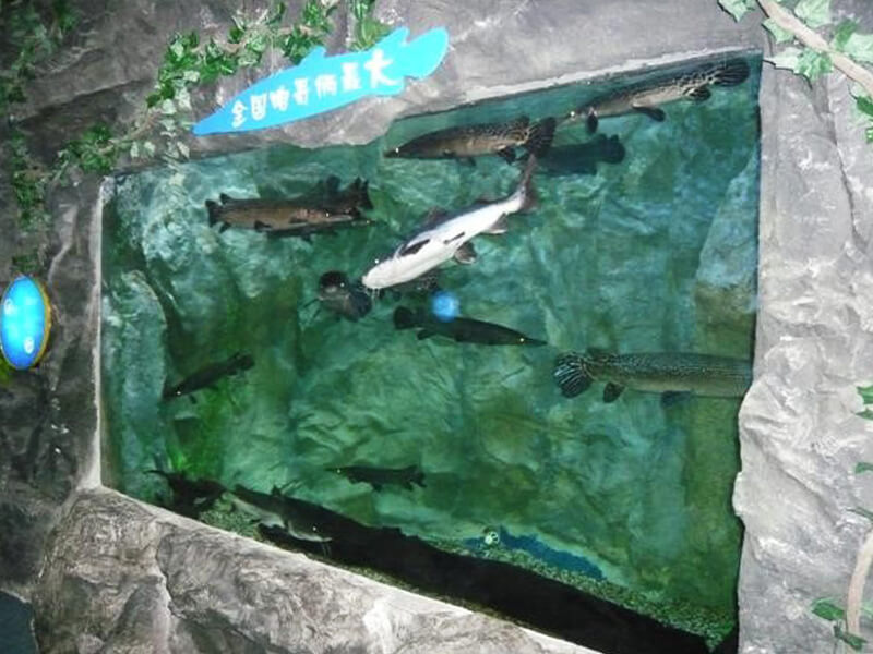 Подводный мир камикадзе Нинбо