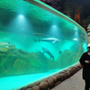 Изготовленные на заказ акриловые окна для аквариума Oceanarium-Leyu Фабрика акриловых листов 